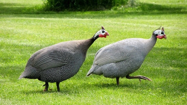 Vleeskalkoen, kip, parelhoen kuikens
