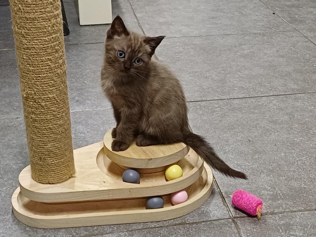 Prachtig getekend poesje Britse Korthaar x Ragdoll kitten