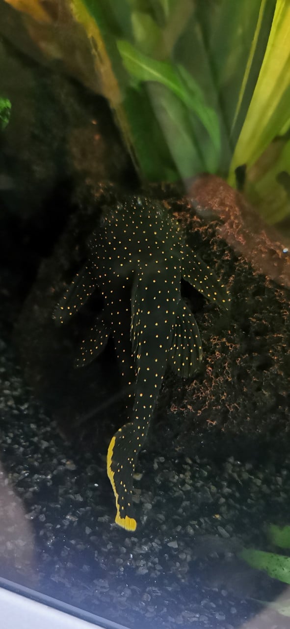 Compleet aquarium