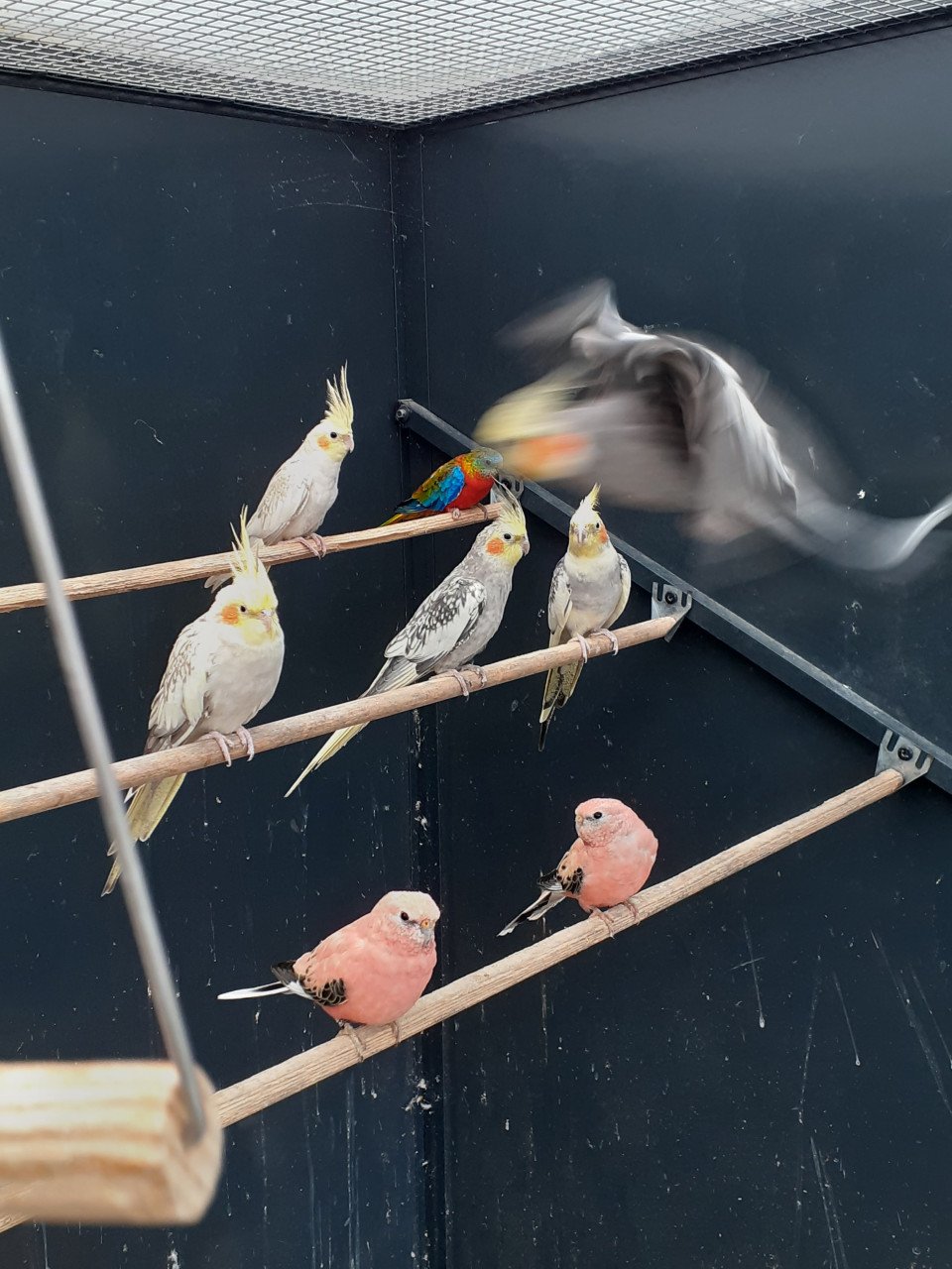 Diverse kleuren jonge valkparkieten