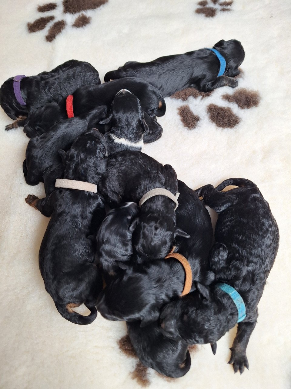 Bernedoodles pups