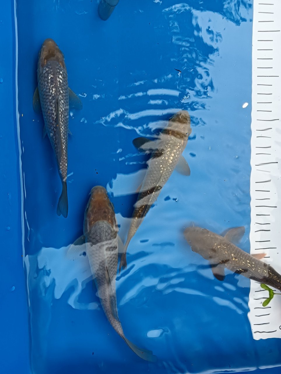 Japanse koi tosai Chagoi en soragoi