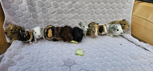 Jonge cavia's