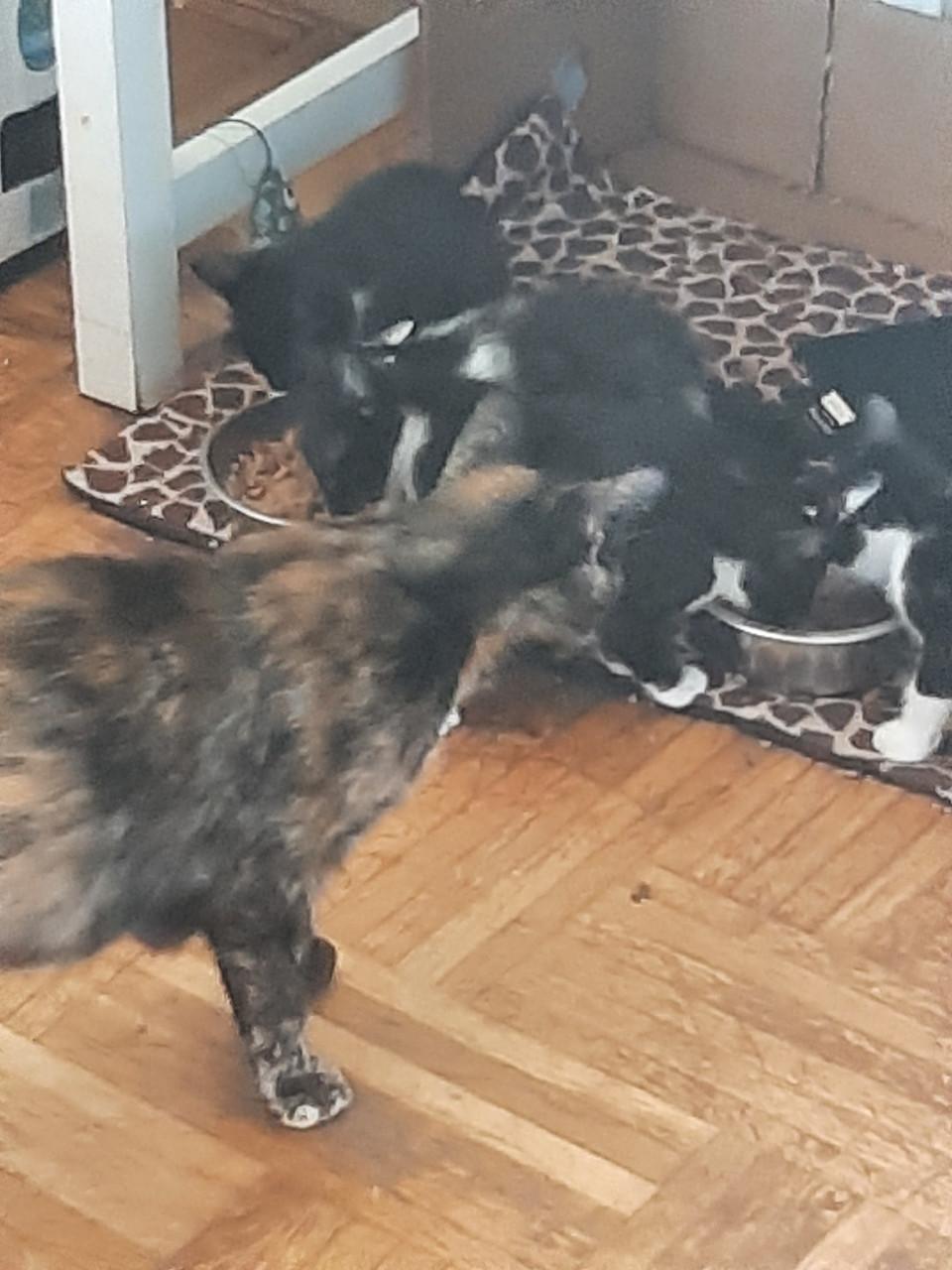 Kitten