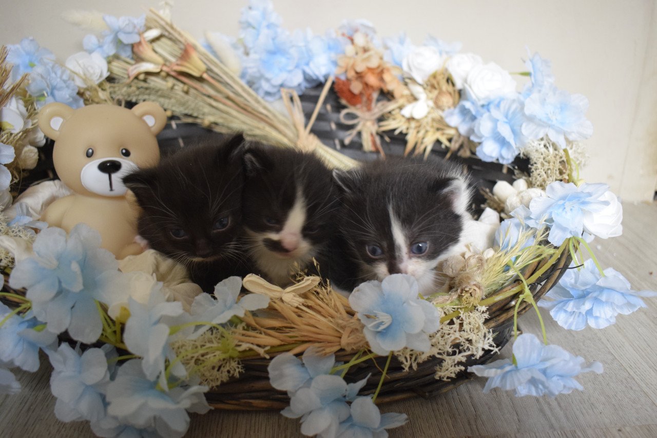 3 lieve kittens zoeken 3 sterren mandje