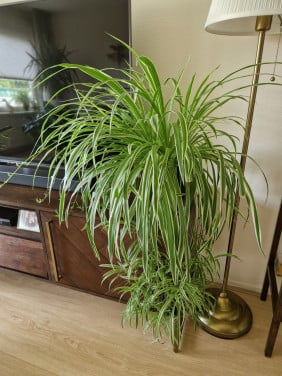 Kamerplant