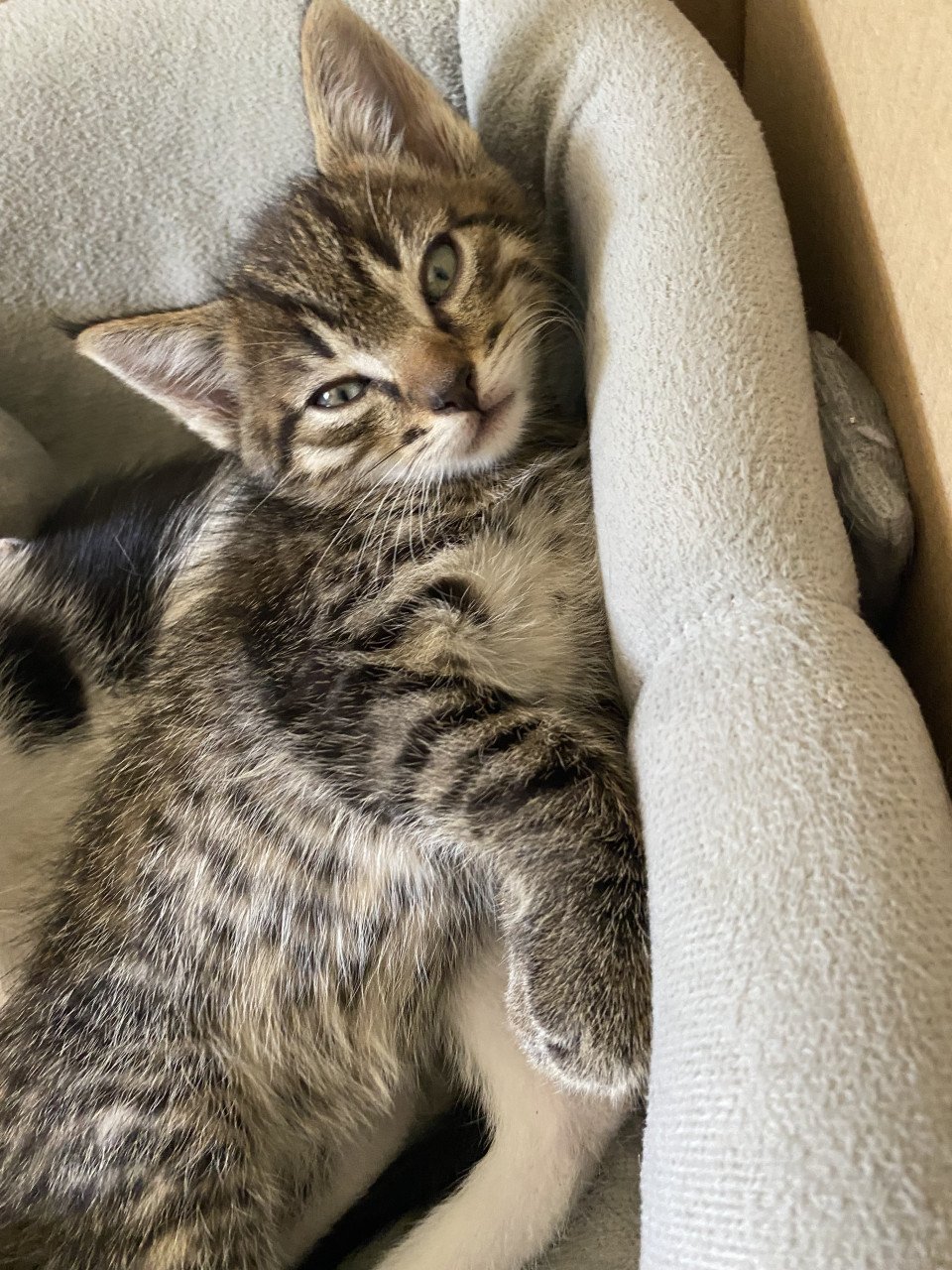 3 kittens