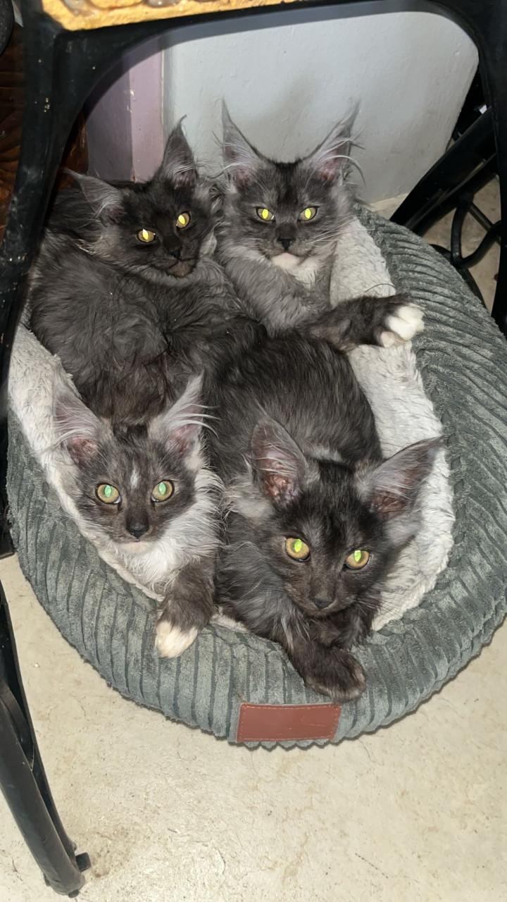 Kittens Ragdoll/Maincoon Maincoon/Maincoon