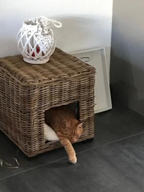 Rotan hocker/kattenmand Vierkant 44 x 44 cm en 45 cm hoog Als nieuw!