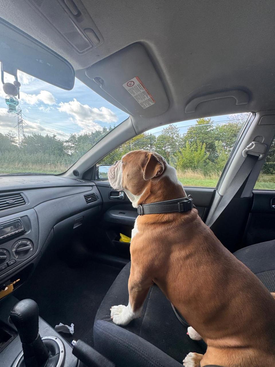 Old English Bulldog reu