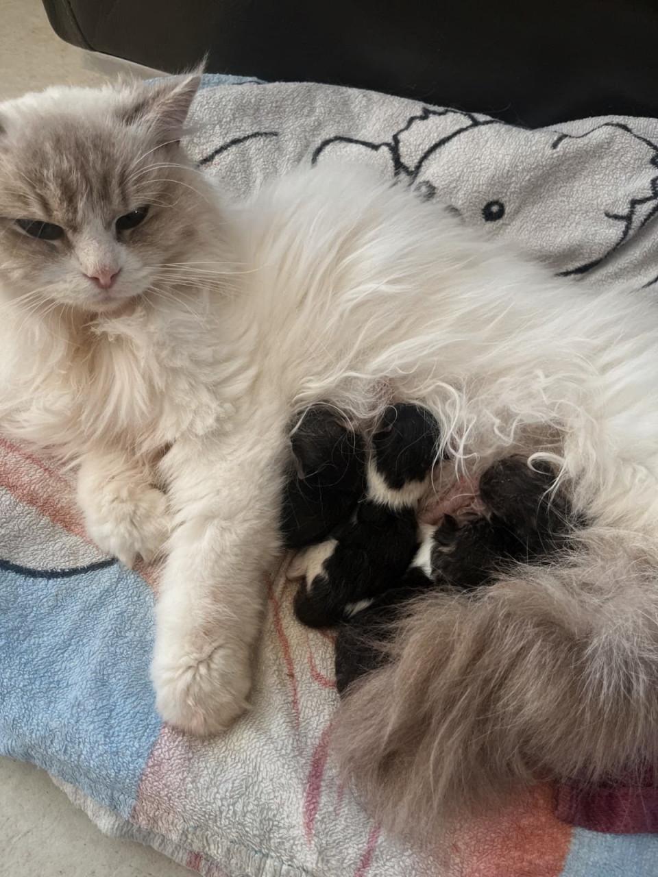 Maincoon kruising ragdoll kittens