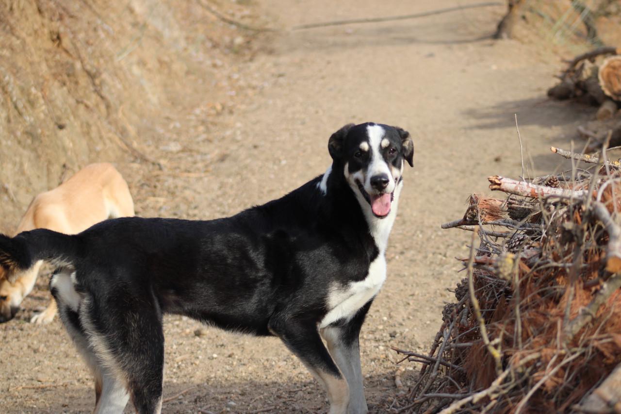 Alora Dog Rescue: Bibi, deze grote dame zoekt een grote mand