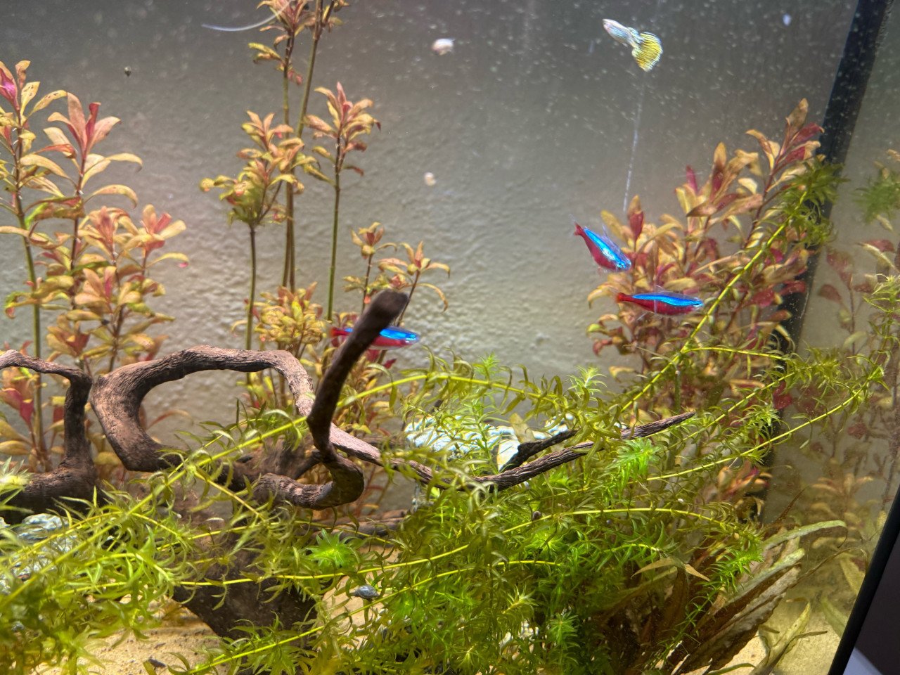 Vissen + aquarium