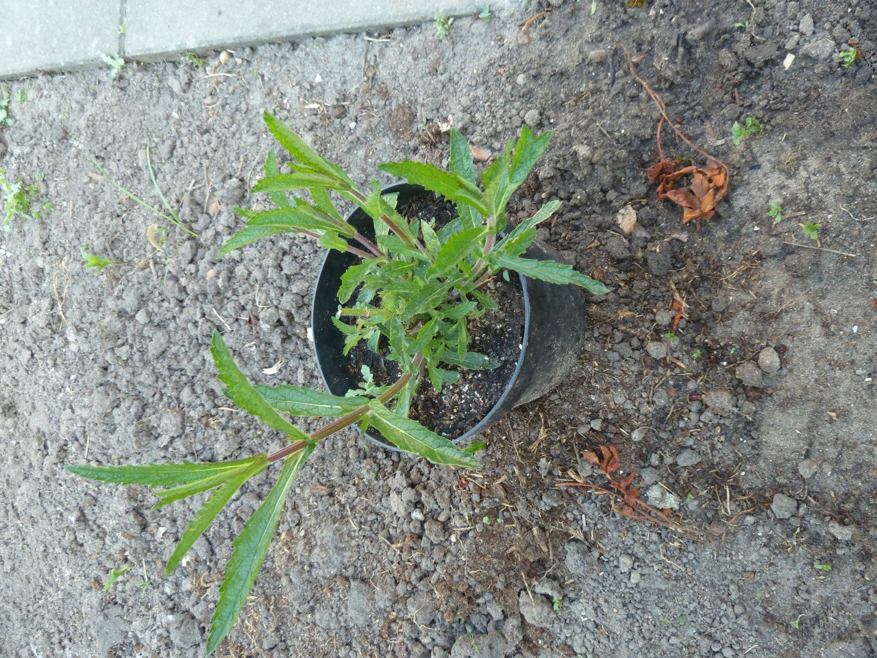 VASTE PLANTEN EN BODEMBEDEKKERS