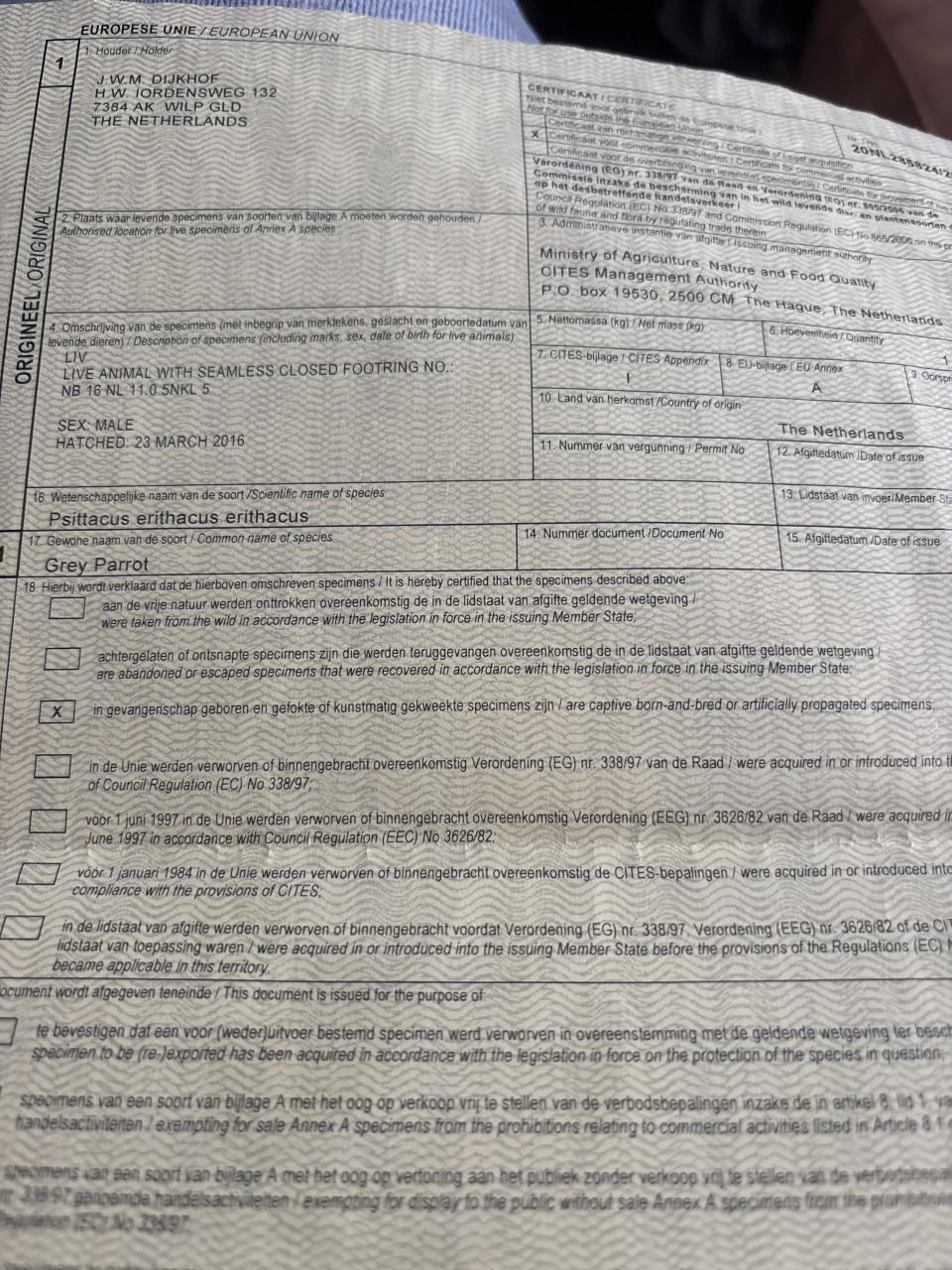 Grijze roodstaart man