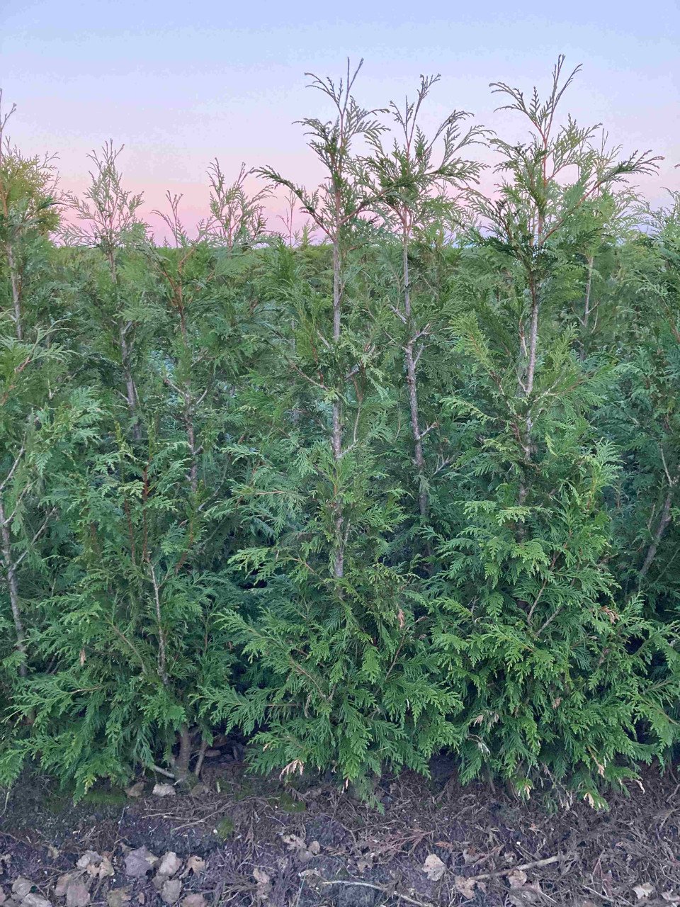 Thuja haag coniferen