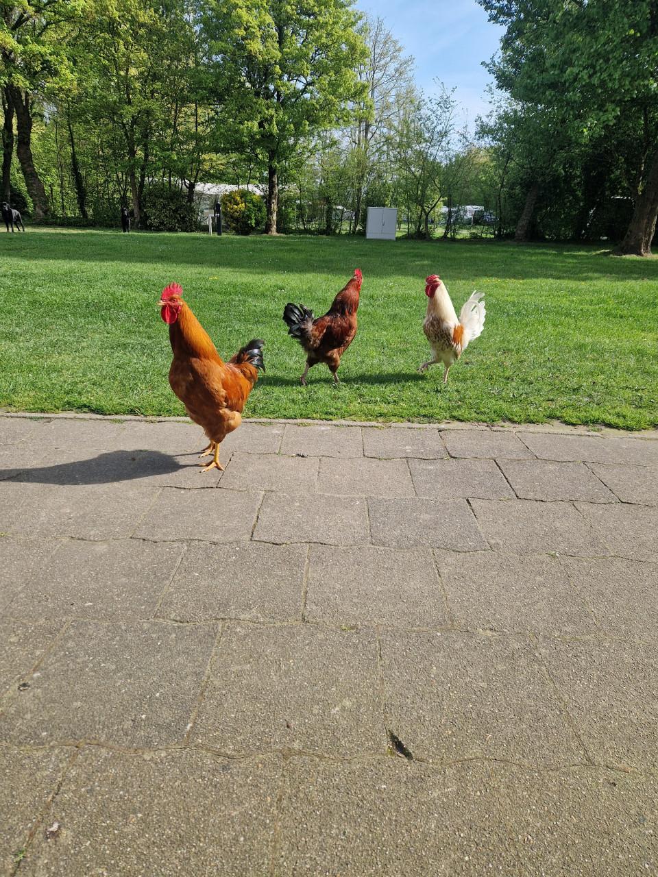 3 hanen gratis af te halen