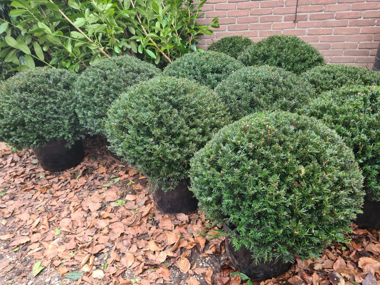 Schitterende taxusbollen in verschillende maten