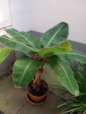 Bananenplant
