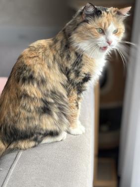 Gezocht: Ragdoll dekkater