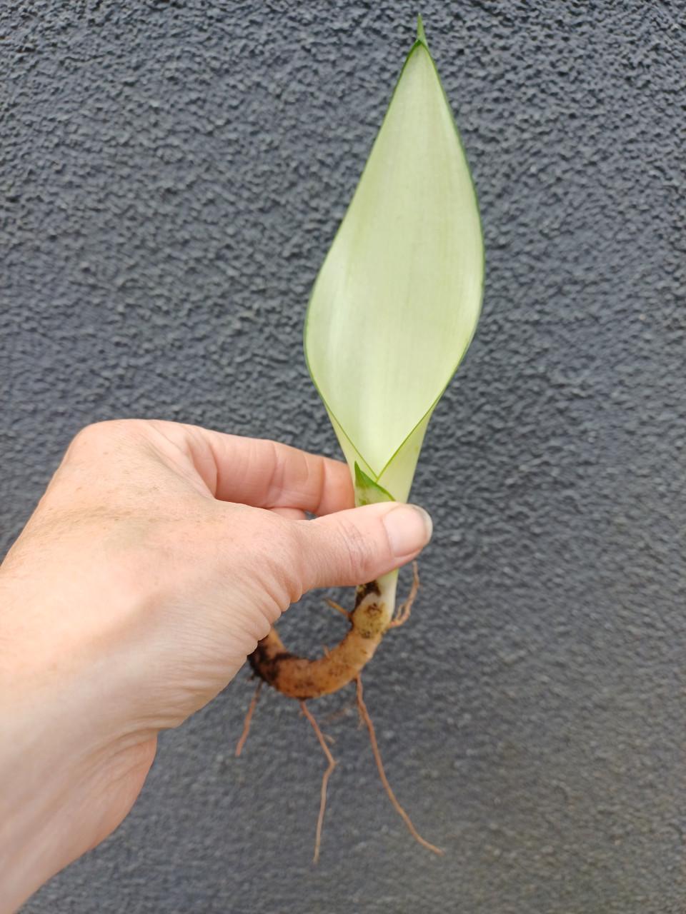 Prachtige volgroeide STEKKEN van de Sansevieria Moonshine