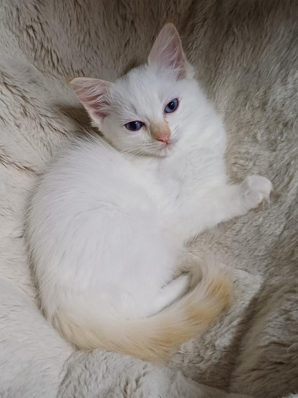 Super leuke Ragdoll kittens met stamboom beschikbaar.