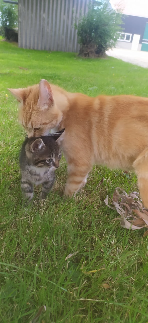 Schattige kittens