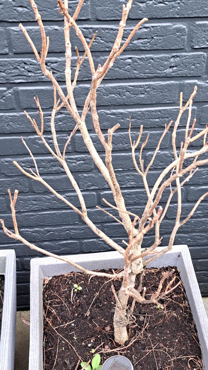 Plantenbakken incl. diverse planten