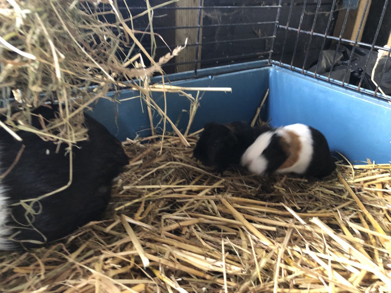 Baby cavia’s, speciale kleurtjes!!