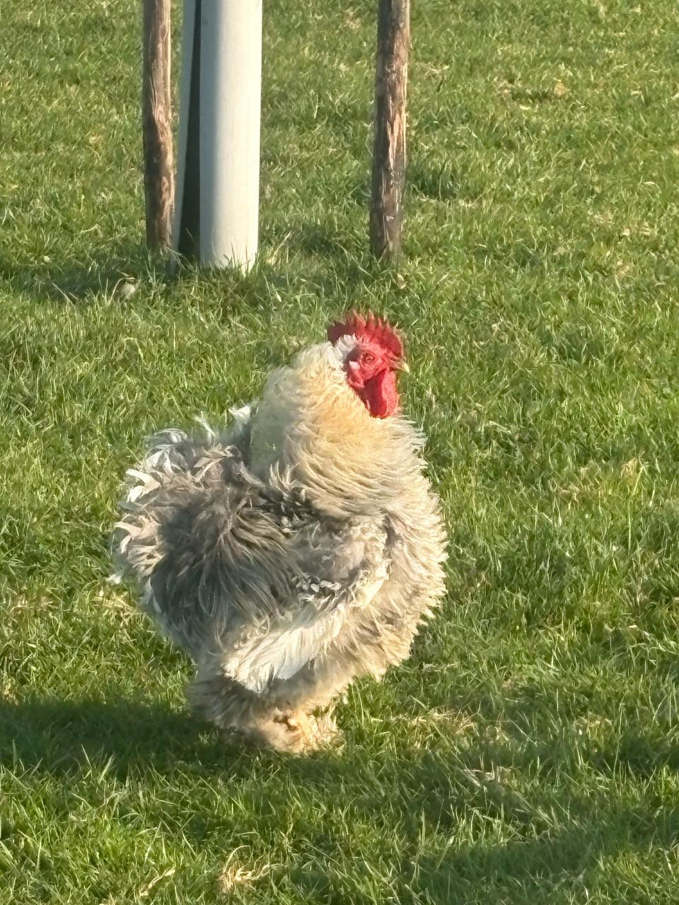 Cochin kriel krul haan