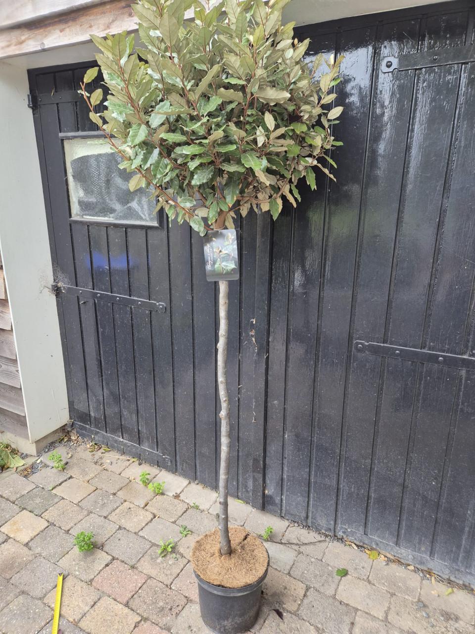 Olijfwilg op stam groenblijvend in diverse maten