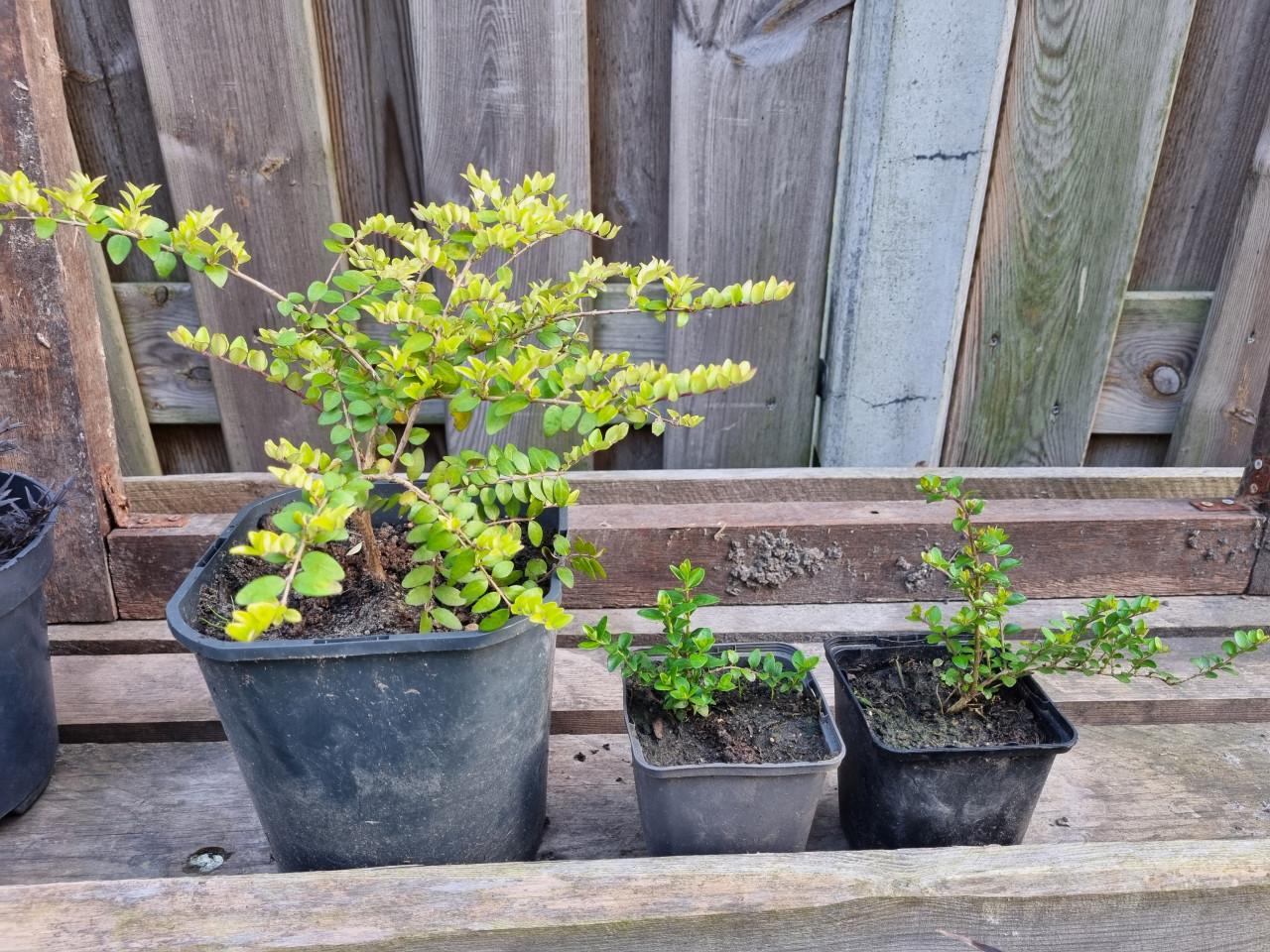Diverse planten