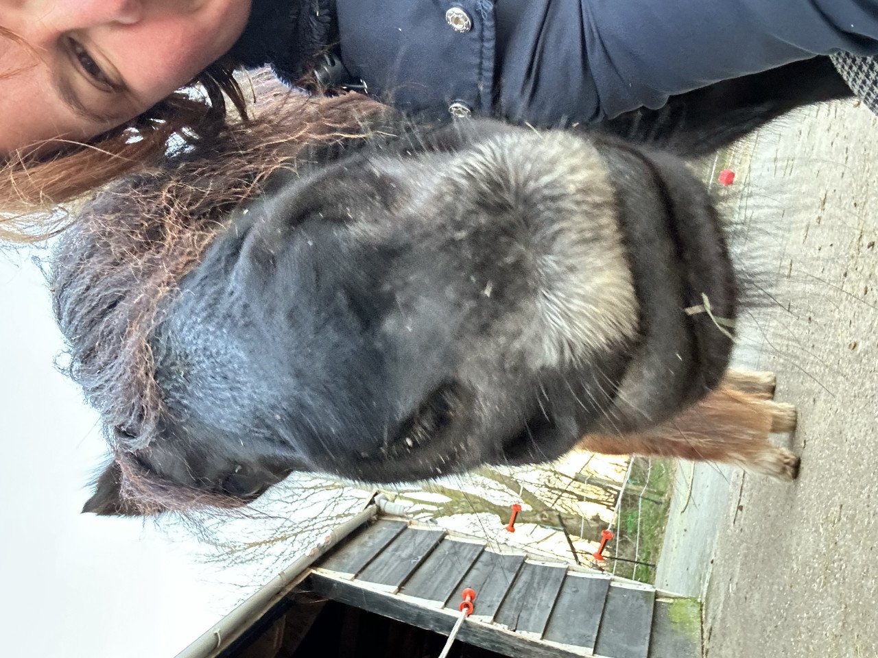 Prachtige pensionplek voor 1(misschien 2) paarden/ pony's/ shets aangeboden