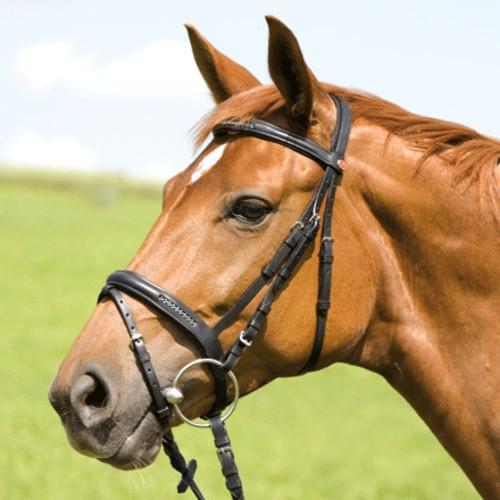 Kieffer hoofdstel nieuw