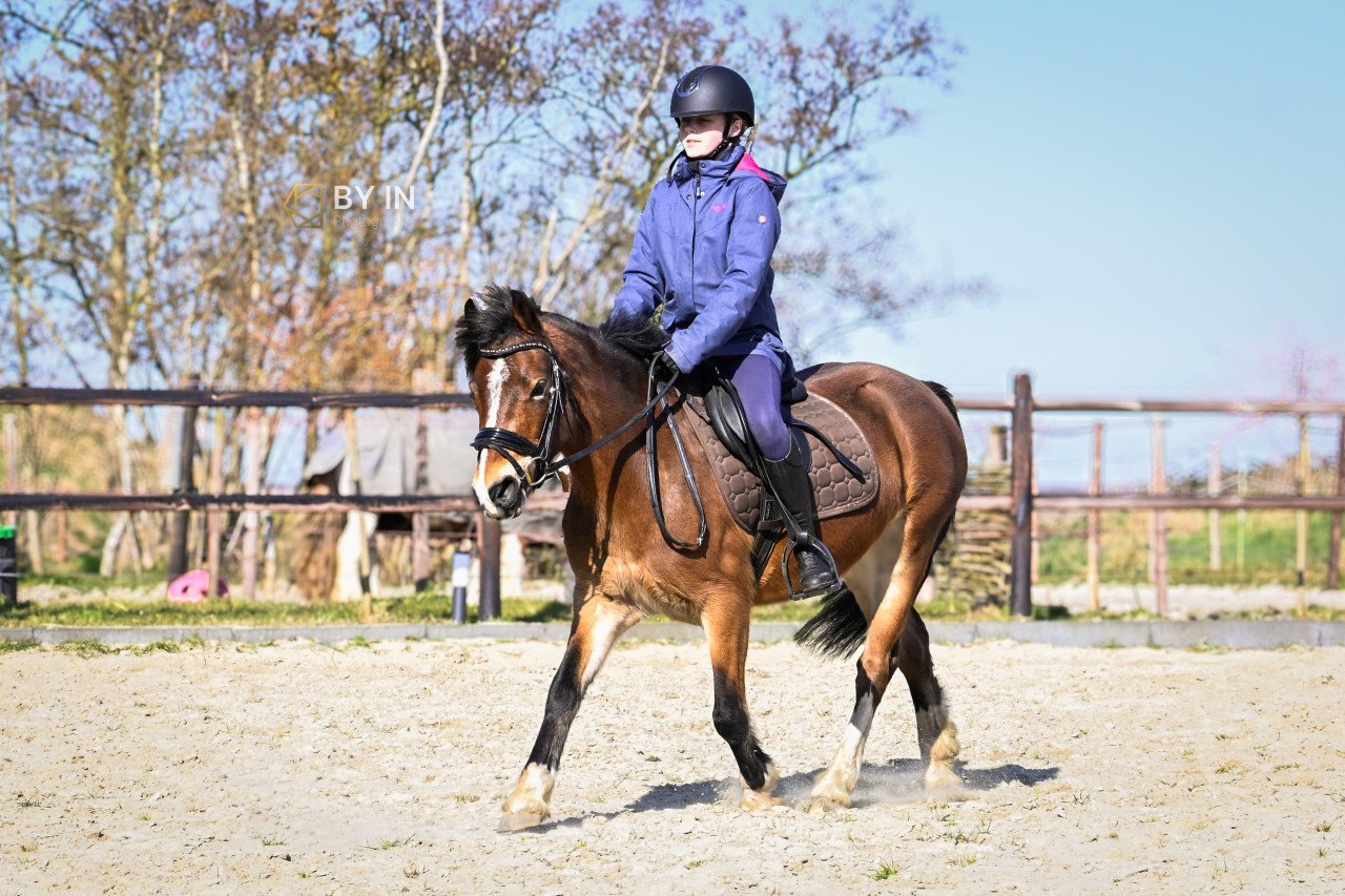 Welsh c pony