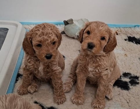 Lieve Australian Labradoodle pups zoeken hun gouden mandje!