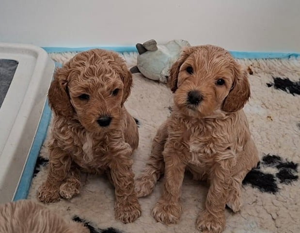 Lieve Australian Labradoodle pups zoeken hun gouden mandje!