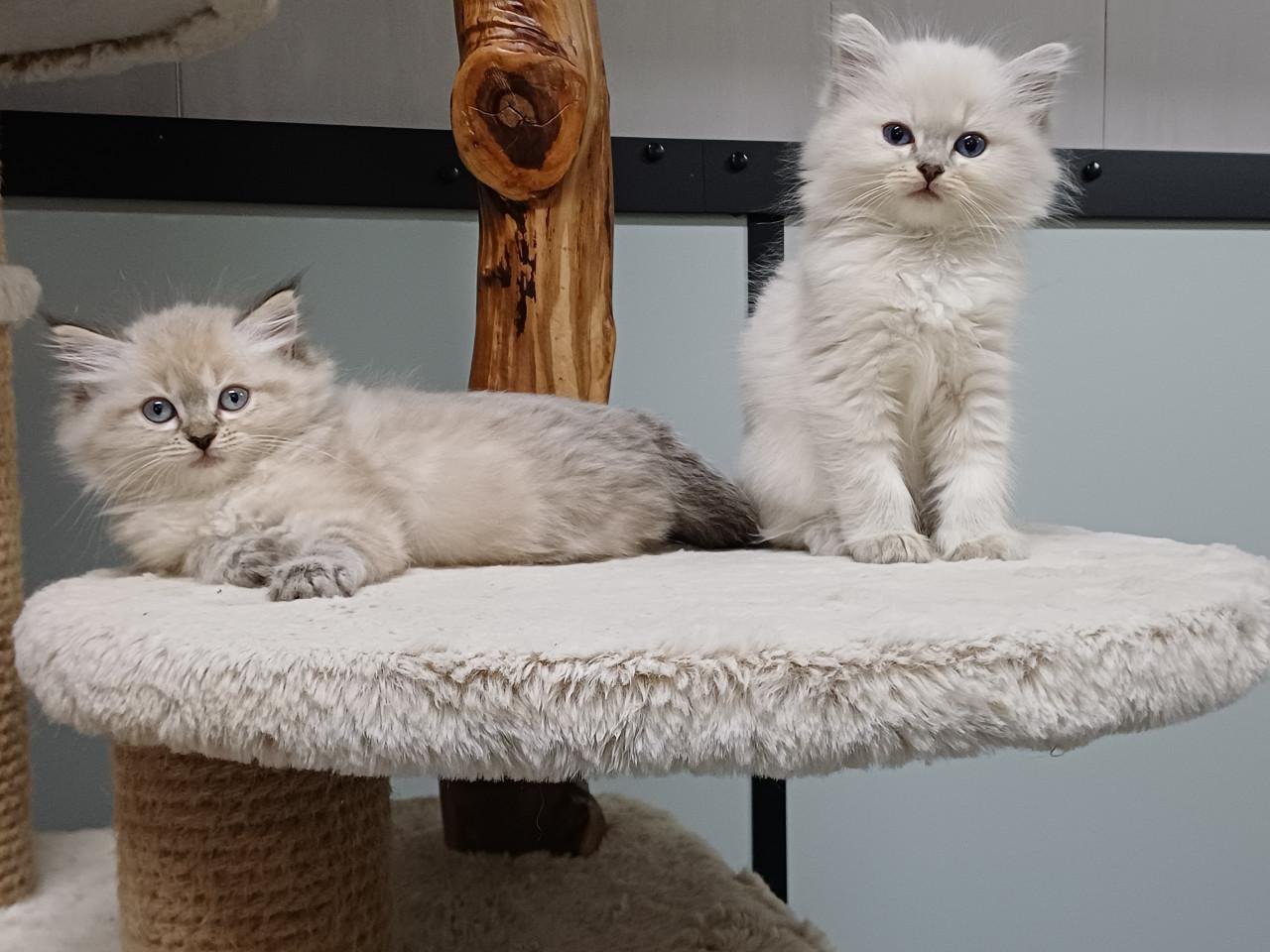2 prachtige Ragdoll kittens beschikbaar (2 poesjes)