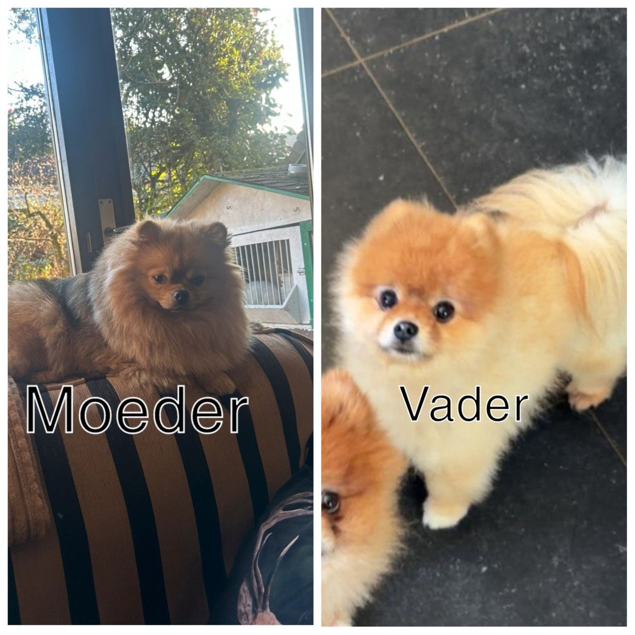 Pomeriaan