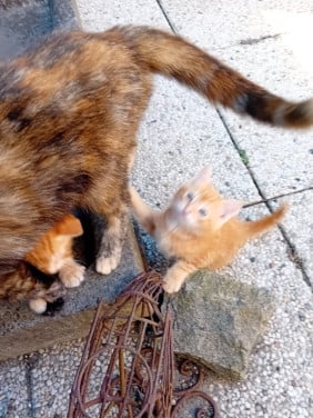 Kittens
