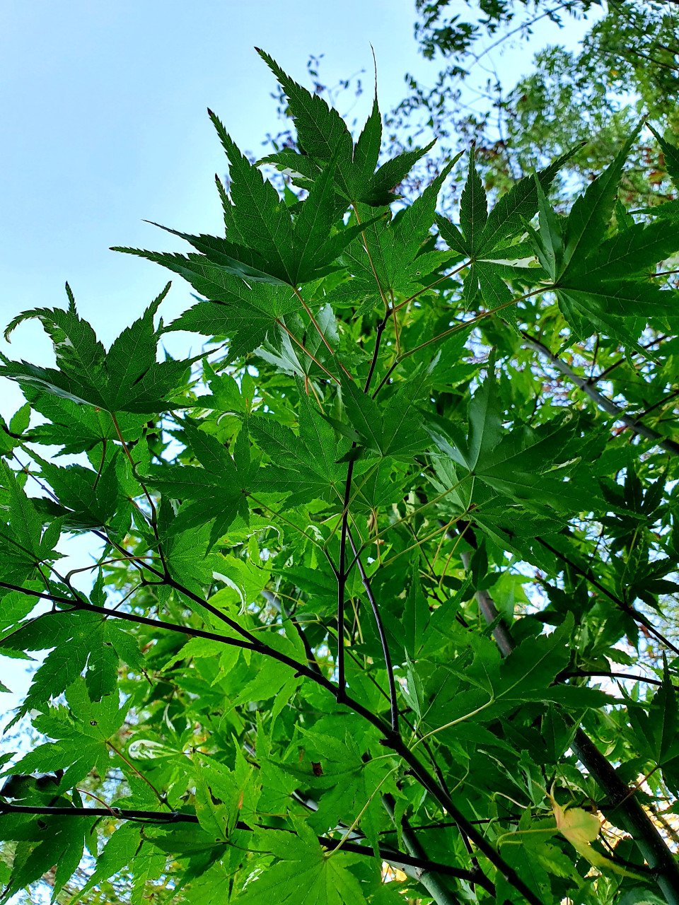 Diverse Acers