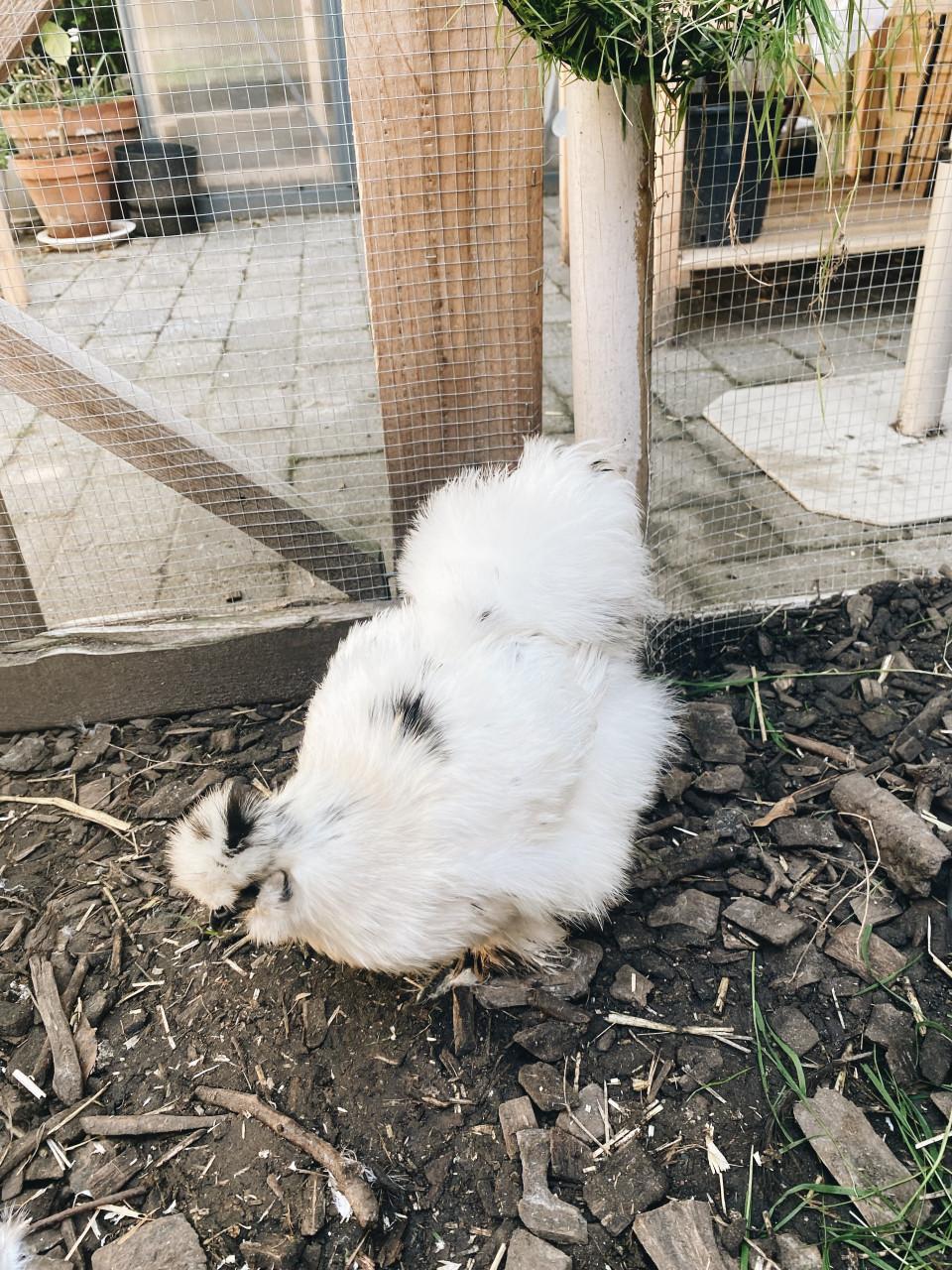 3 Silkie hennen Gratis op te halen