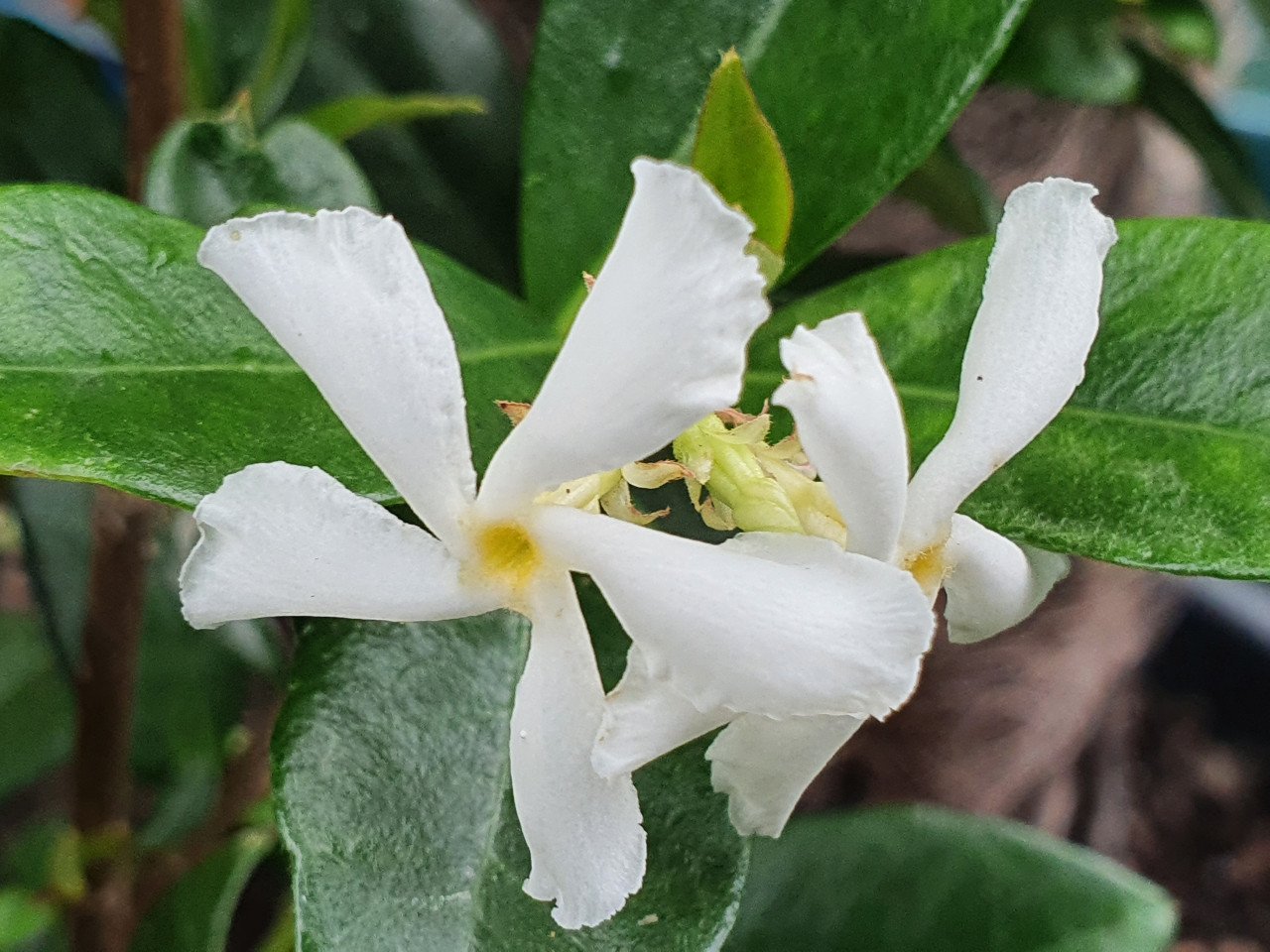 Toscaanse jasmijn, oleanders en meer