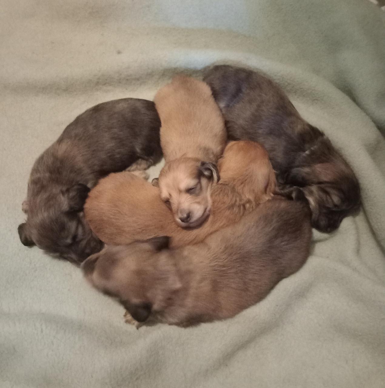 Teckelpuppies langharige