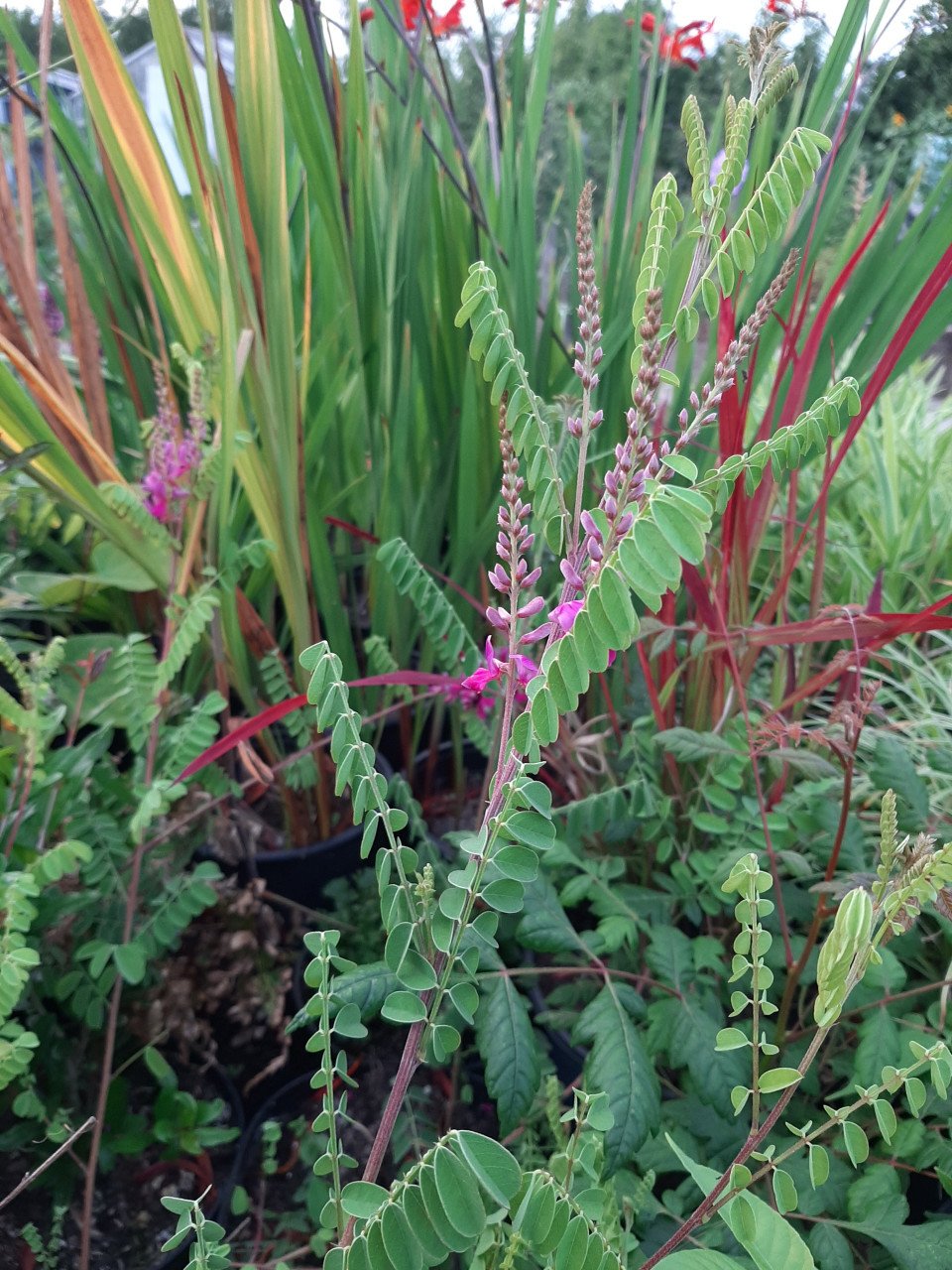 Bloeiende vaste planten