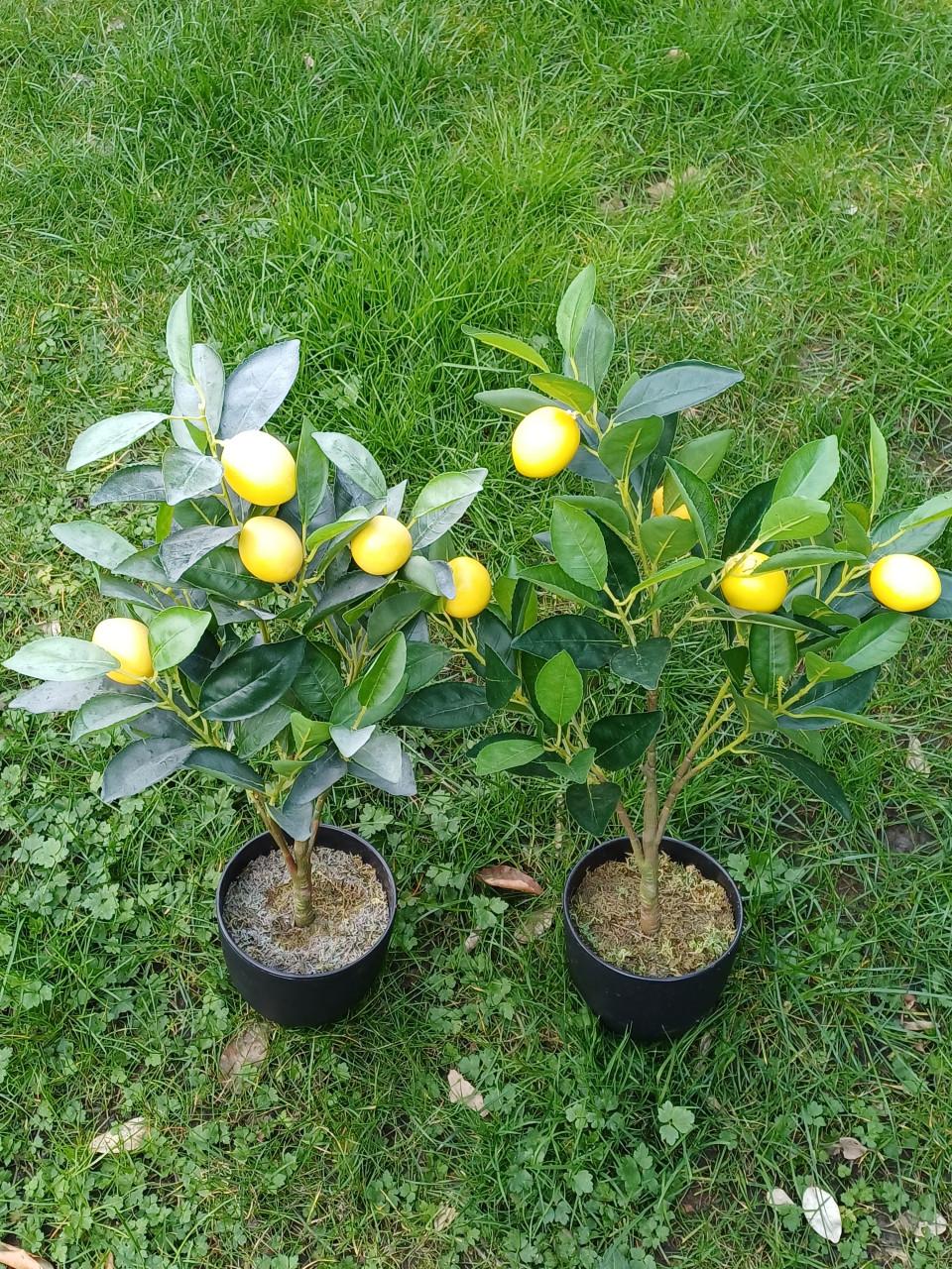 Kunst citroenboompje