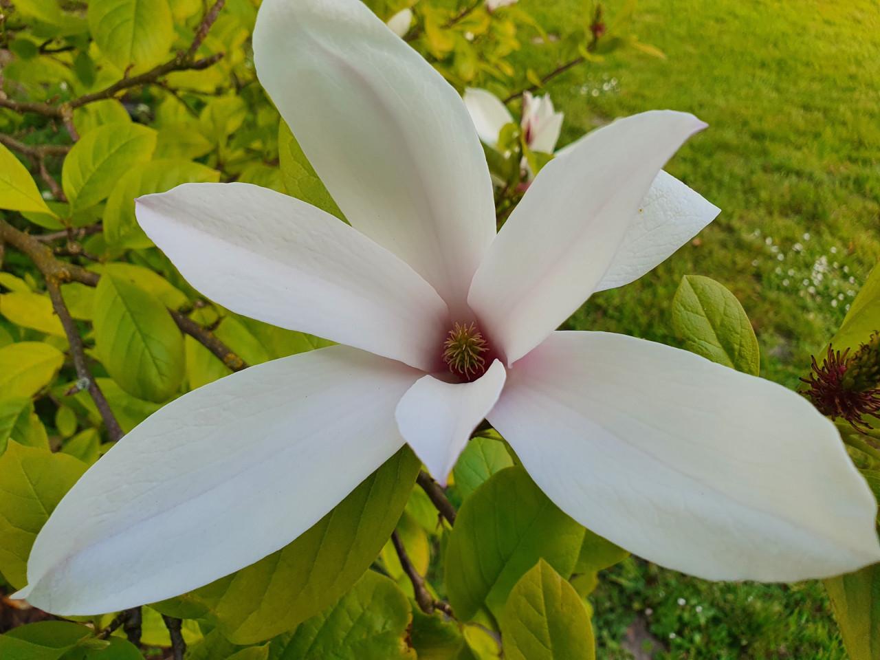 Magnolia's en meer!