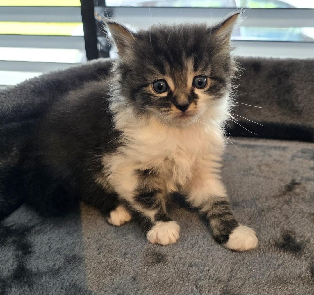 Nog 2 mooie kittens beschikbaar!