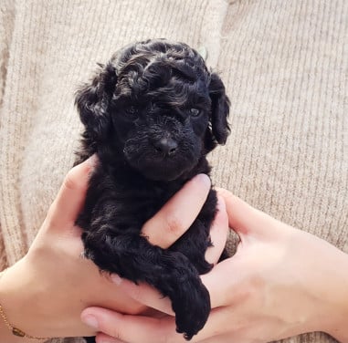 Mooie Toypoedel pup