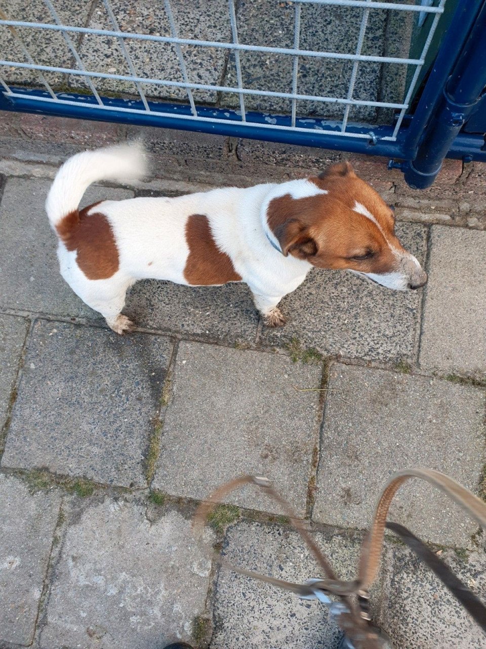 Aangeboden Jackrussell pup